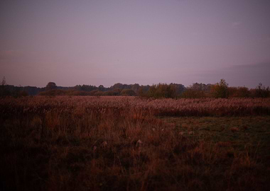 Sunrise in the forest