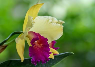 Cattleya