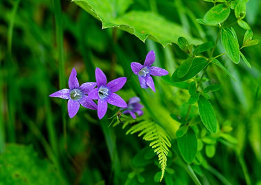little violets