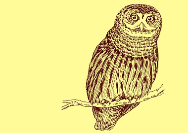 cute drawing of a bird