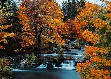 Fall in Bowring Park