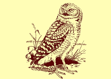art of an owl