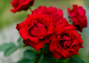 Red Roses