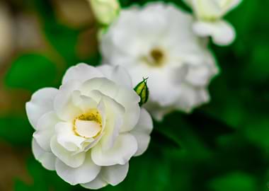 White roses