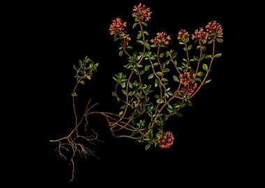 beautiful flower art