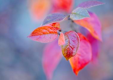 Impressive cotoneaster