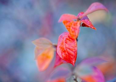 Beautiful cotoneaster