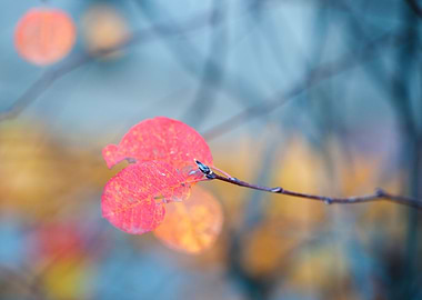 Stylish cotoneaster leaves