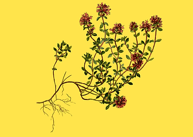 beautiful flower art