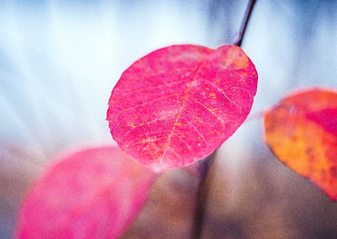 Elegant cotoneaster leaves
