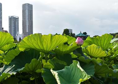 Lotus in the City