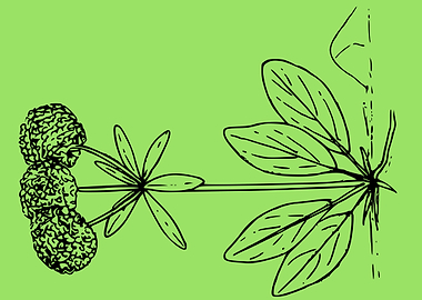 beautiful flower art