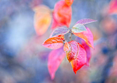 Charming cotoneaster