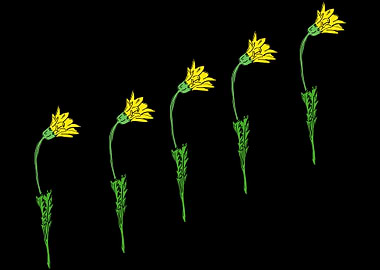 beautiful flower art