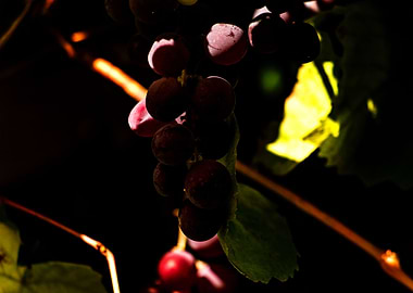 Weintrauben grapes shrub