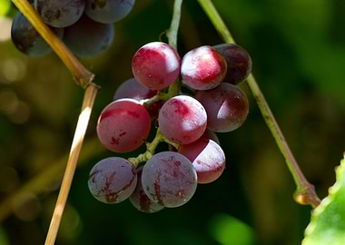 Weintrauben grapes shrub