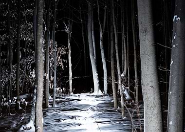 Midnight forest