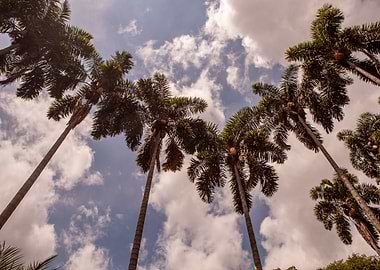 Colombia Palms