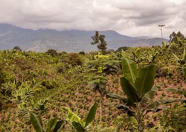 Colombia farms