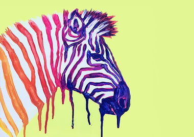 zebra