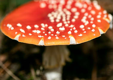 Amanita muscaria mushroom