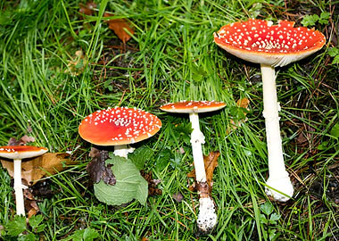 Amanita muscaria mushroom