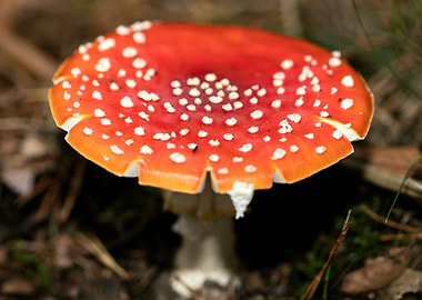 Amanita muscaria mushroom