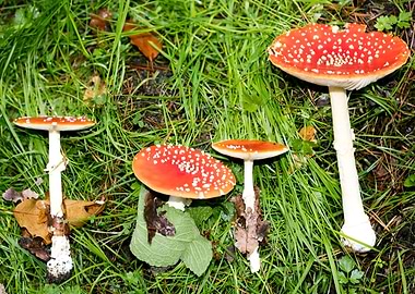 Amanita muscaria mushroom