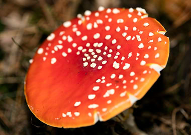 Amanita muscaria mushroom