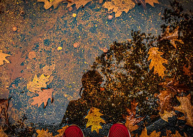 Fall Puddle Reflection