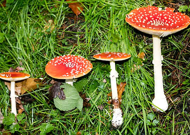 Amanita muscaria mushroom