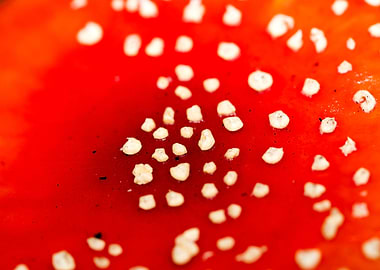 Amanita muscaria mushroom