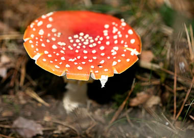Amanita muscaria mushroom