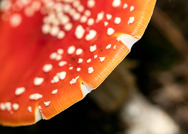 Amanita muscaria mushroom
