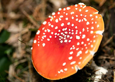 Amanita muscaria mushroom
