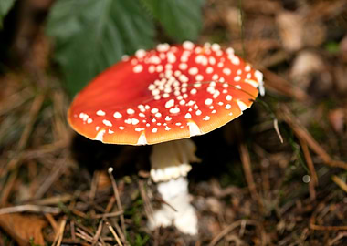 Amanita muscaria mushroom