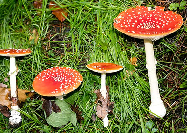Amanita muscaria mushroom