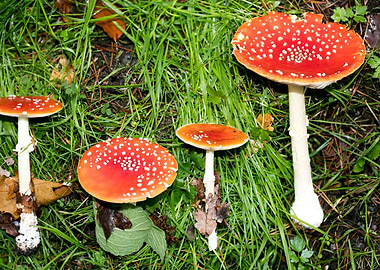 Amanita muscaria mushroom