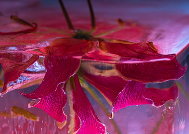 Gloriosa in red ice 1