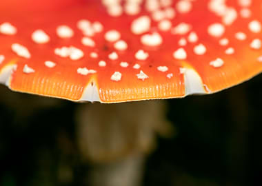 Amanita muscaria mushroom