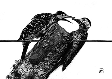 Woodpeckers fighting