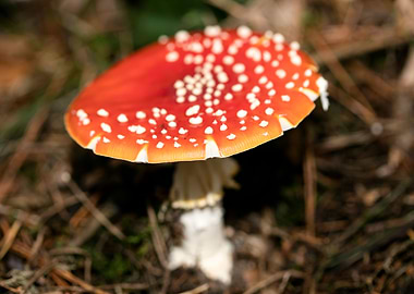 Amanita muscaria mushroom