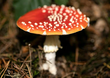 Amanita muscaria mushroom
