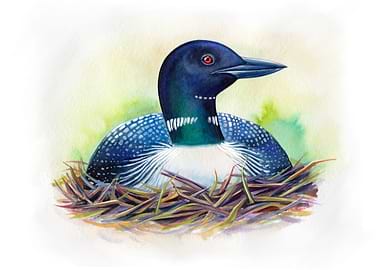 Common loon