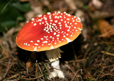 Amanita muscaria mushroom