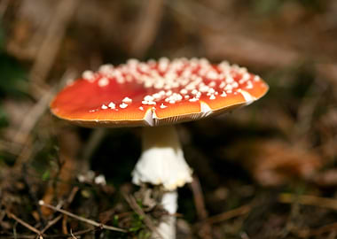 Amanita muscaria mushroom