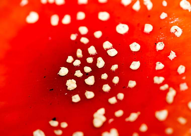 Amanita muscaria mushroom