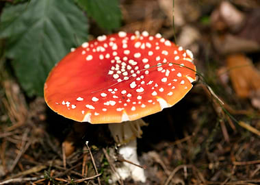 Amanita muscaria mushroom