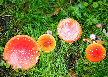 Amanita muscaria mushroom