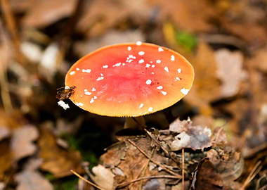 Amanita muscaria mushroom